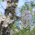 写真: 桜とメジロ