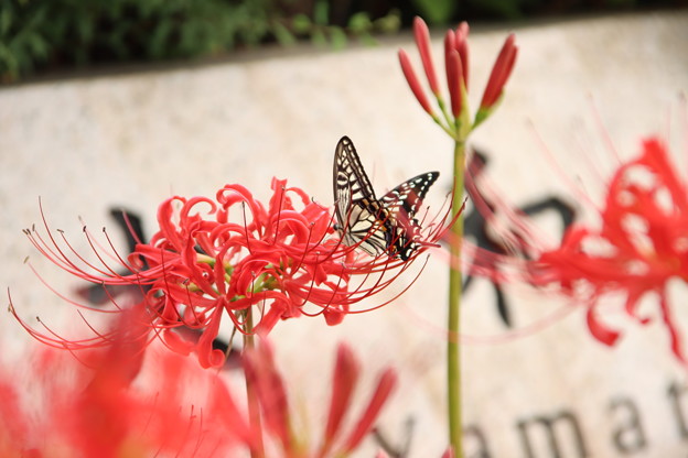 写真: 曼珠沙華とアゲハ蝶