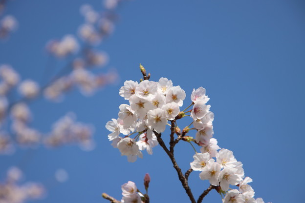 写真: 桜2022