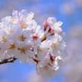 写真: 桜2022