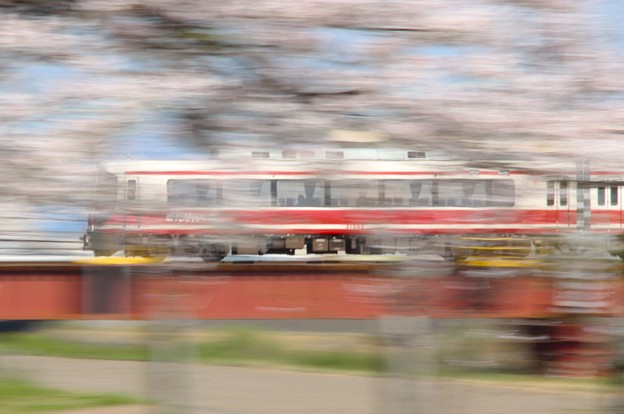 写真: 桜と鉄道流し撮り