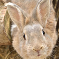 写真: ウサギ　2