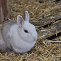 写真: ウサギ　1
