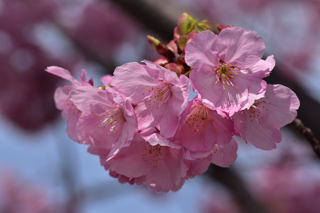 写真: 陽光桜　2