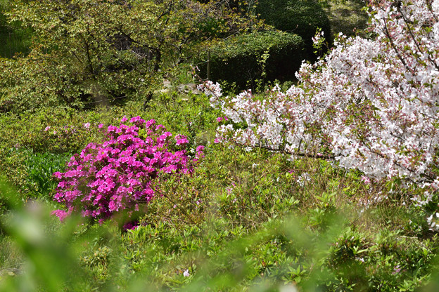 写真: ツツジと桜