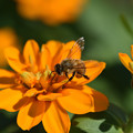 写真: ミツバチ