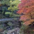 写真: 盤石橋の紅葉