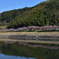 写真: 対岸の河津桜