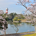 Photos: ときわ公園の桜