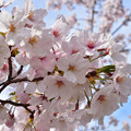 Photos: 桜　1