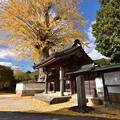 Photos: 山門と銀杏