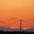 明石海峡大橋と渡り鳥