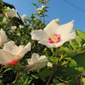写真: 芙蓉の花