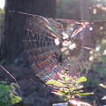 写真: 蜘蛛の巣（１）