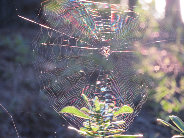 写真: 蜘蛛の巣（３）