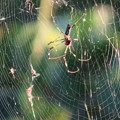 写真: 蜘蛛の巣（１）