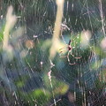 写真: 蜘蛛の巣（２）