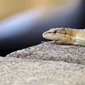 Photos: ニホンカナヘビ（１）