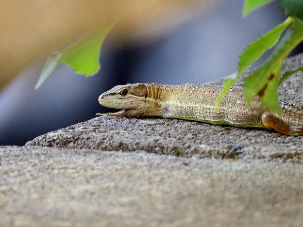 Photos: ニホンカナヘビ（２）