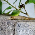 Photos: ニホンカナヘビ（３）