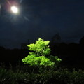 Photos: 街灯に浮かぶ街路樹
