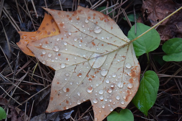 プラタナスの落ち葉に雨粒