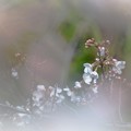 写真: 梅の花