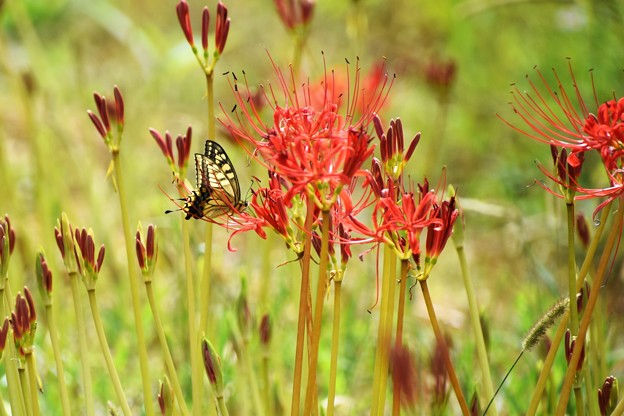 写真: アゲハ蝶と彼岸花（２）