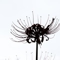 写真: モノクロの彼岸花