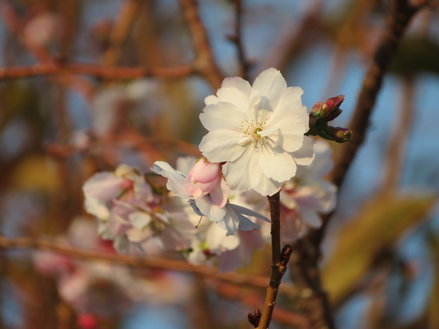 写真: 十月桜（１）