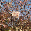 十月桜（２）