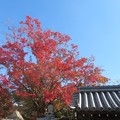 Photos: 住吉神社の紅葉（７）