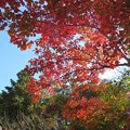 Photos: 住吉神社の紅葉（８）
