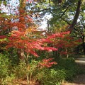 Photos: 神社の紅葉（１）