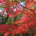 Photos: 神社の紅葉（４）