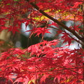 写真: 神社の紅葉（６）