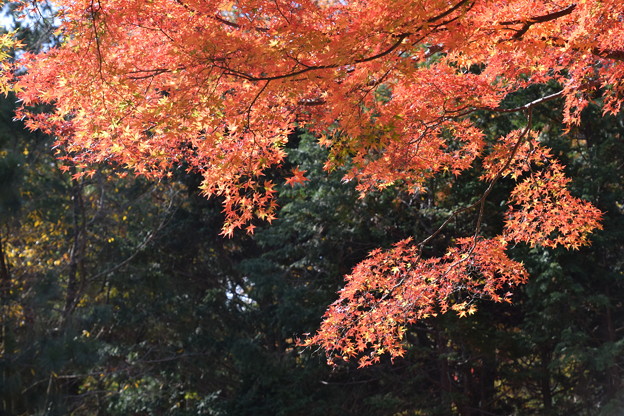 写真: 神戸森林植物園の紅葉