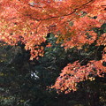 写真: 神戸森林植物園の紅葉