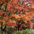 写真: 再度山の紅葉