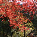 写真: 再度山の紅葉