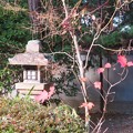 Photos: 楓の残り葉（１）（柏葉紫陽花の葉でした）
