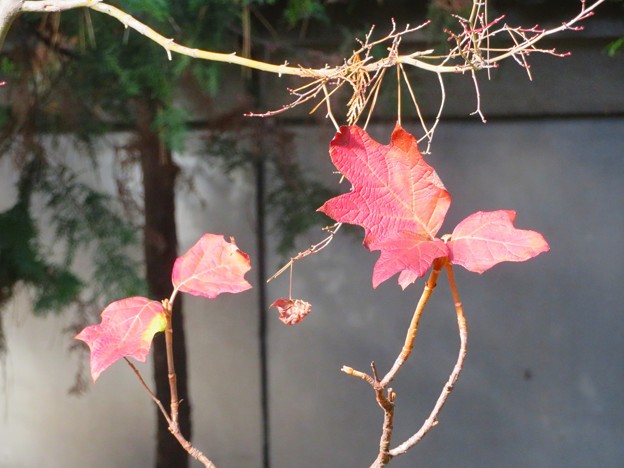 Photos: 楓の残り葉（２）（柏葉紫陽花の葉でした）