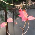 Photos: 楓の残り葉（２）（柏葉紫陽花の葉でした）