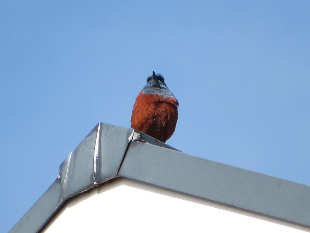 写真: お屋根の上にイソヒヨドリ（１）