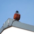 Photos: お屋根の上にイソヒヨドリ（１）