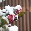 Photos: 雪中のメジロ（４）