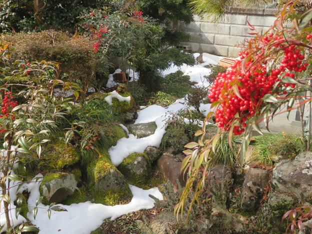 庭の残雪とナンテン