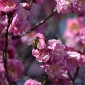 Photos: 御厨神社の紅梅と蜜蜂