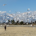 Photos: 砂浜にユリカモメの集団（８）