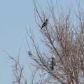 写真: ヒヨドリ2羽と1羽のスズメ